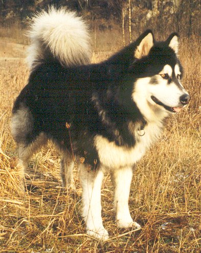 Dogan of Timber Kennel