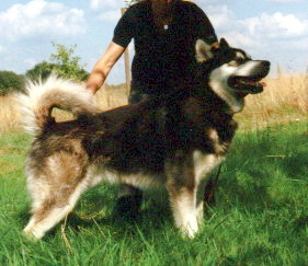 Great Black Odin of Timber Kennel