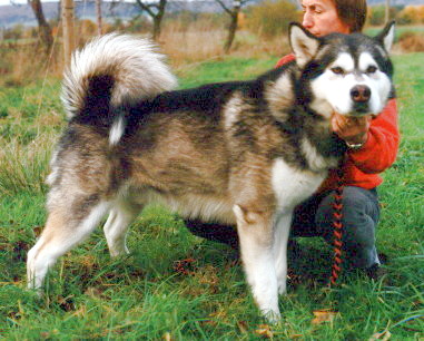 Tonka Chief of Sweet Gengis Pak