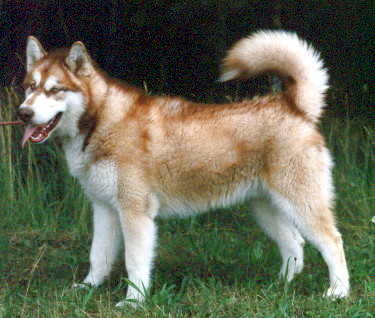 Malik mit 13 Monaten