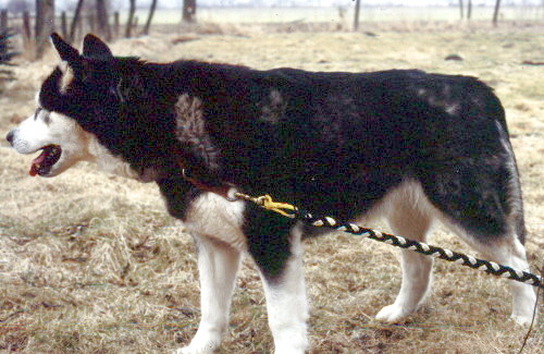 A-Yukon of Timber Kennel