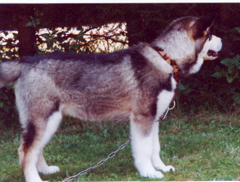 Ikilik mit 16 Wochen