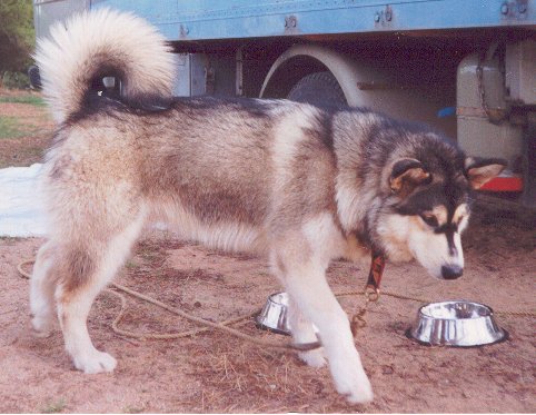 Ivory Keneq of Timber Kennel