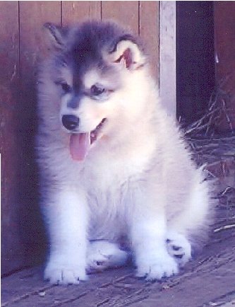 Inuit�s Kodiak of Timber Kennel