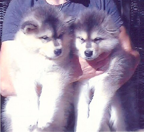 Inuit�s Kodiak & Inu Marouk of Timber Kennel