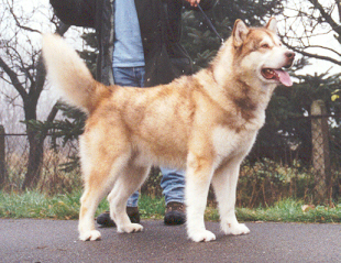 T&acute;Sedi&acute;s Red Malik