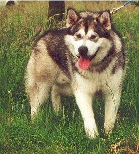 Great Yurok of Timber kennel