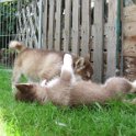K-Wurf 6´Wochen (34)