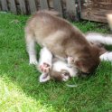 K-Wurf 6´Wochen (35)