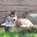 K-Wurf 6´Wochen (22)