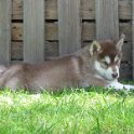 K-Wurf 6´Wochen (23)