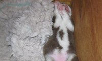 F-Wurf 001 (5).jpg